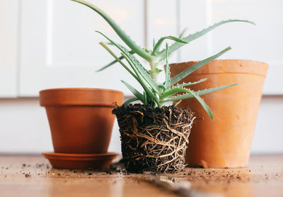 Knowing When to Repot Your Plant for a Thriving Green Friend