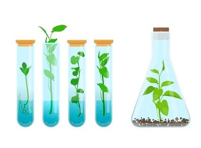 Steps to Acclimate Your Tissue Culture
