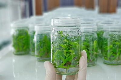 What Is Tissue Culture?