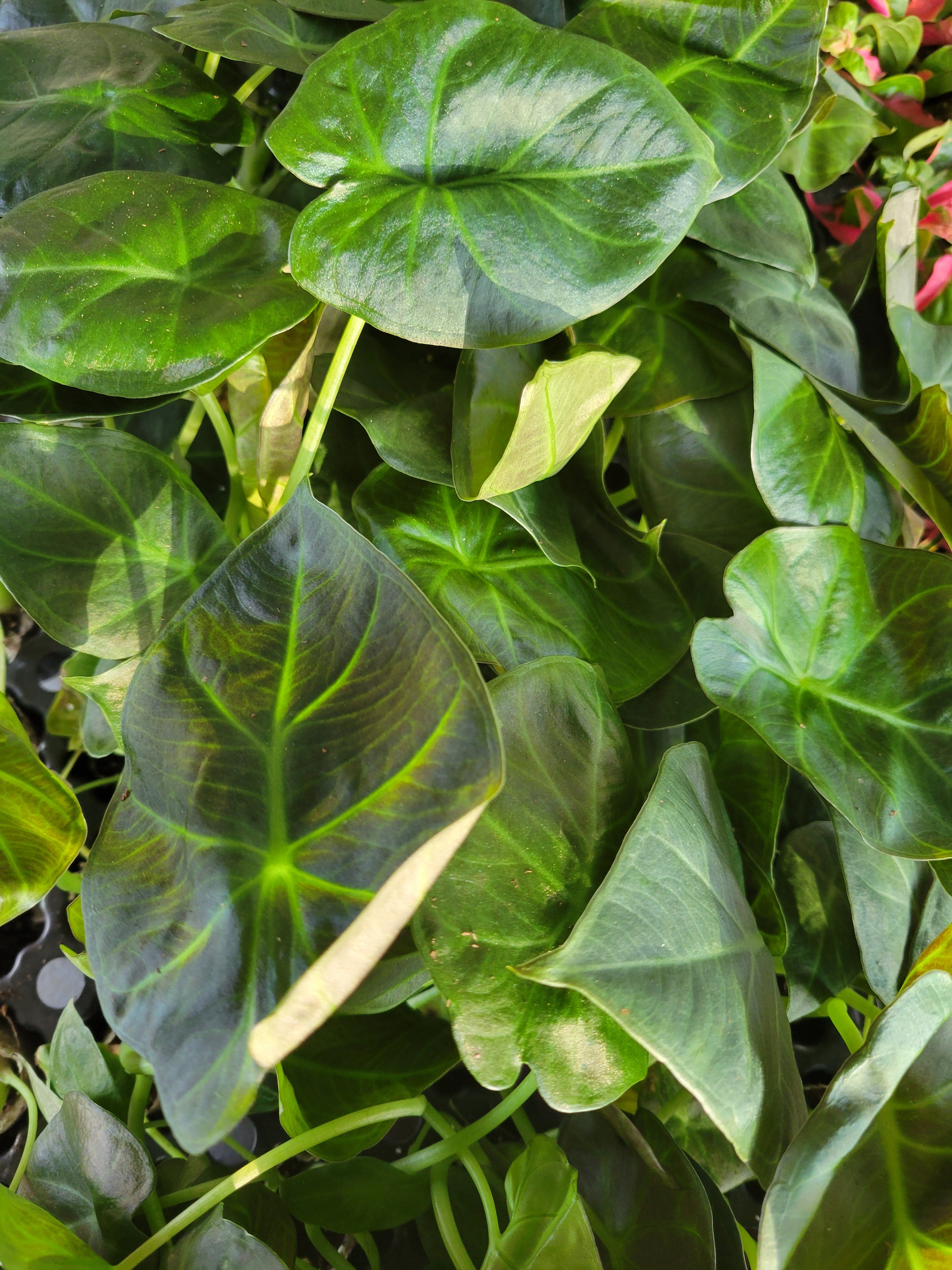 Alocasia Melo + Cache-pot blanc Alaska