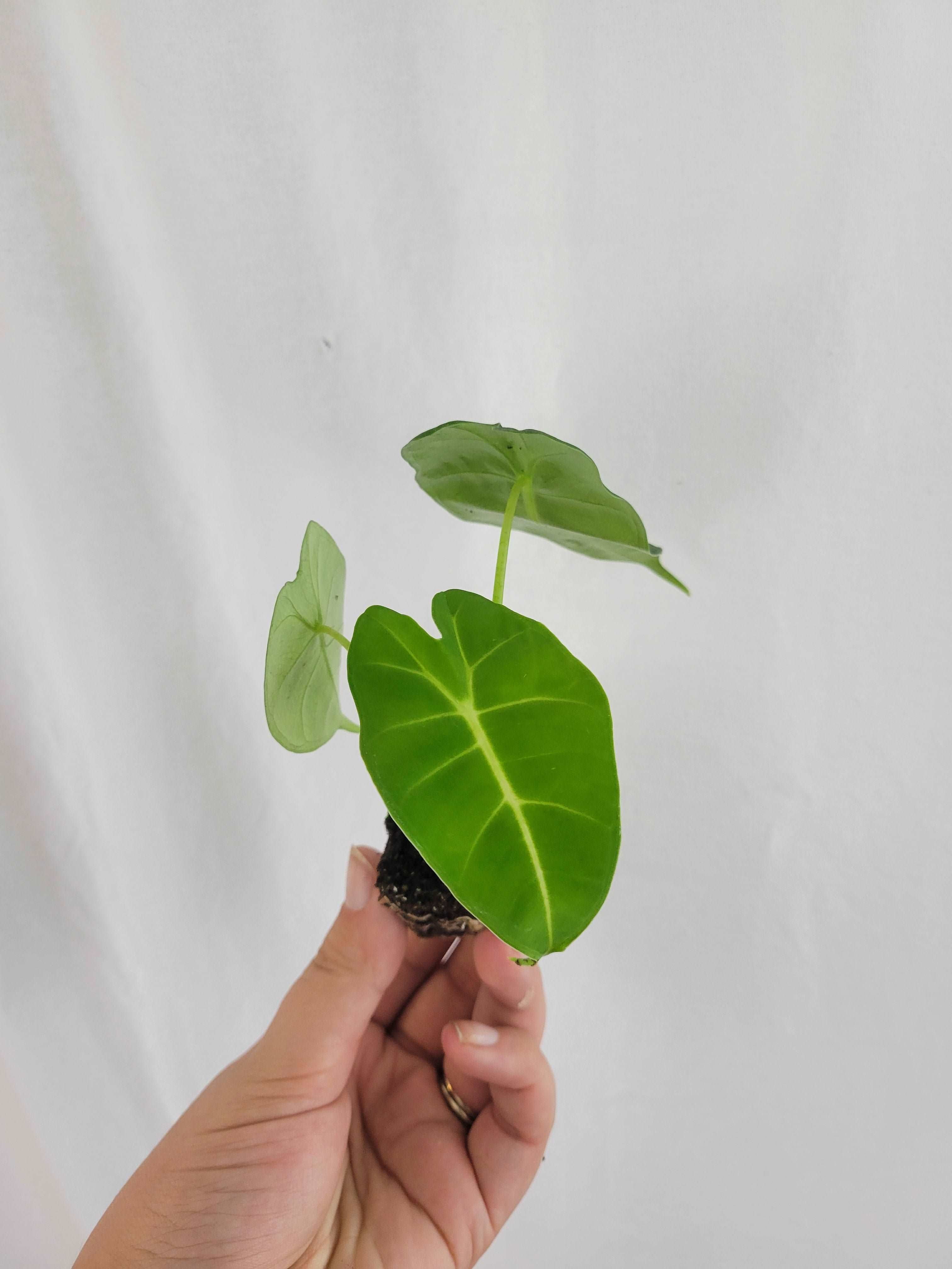 Alocasia Frydek - Forest Green