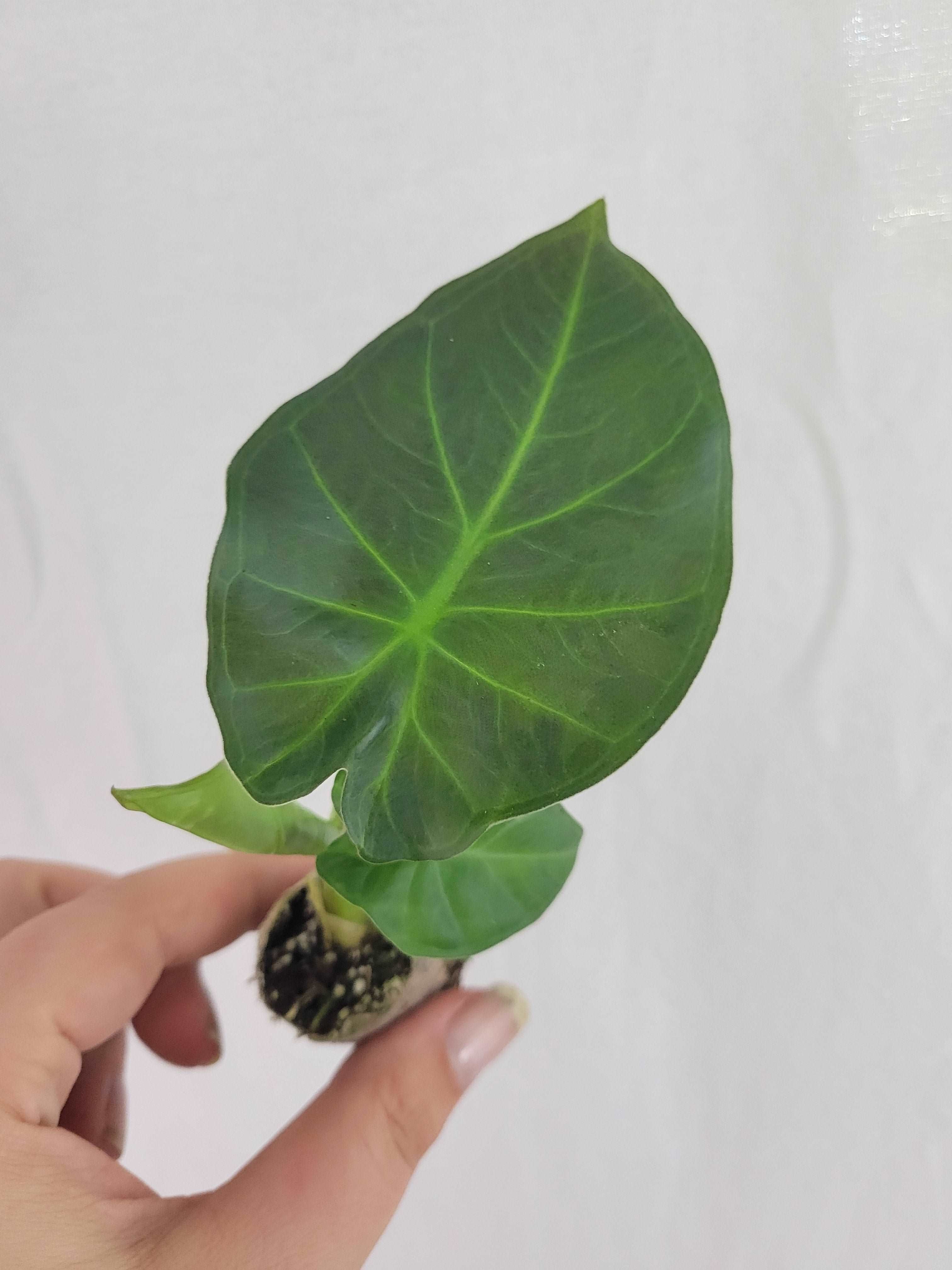 Alocasia Regal Shield Plug – Orange Lake Nursery