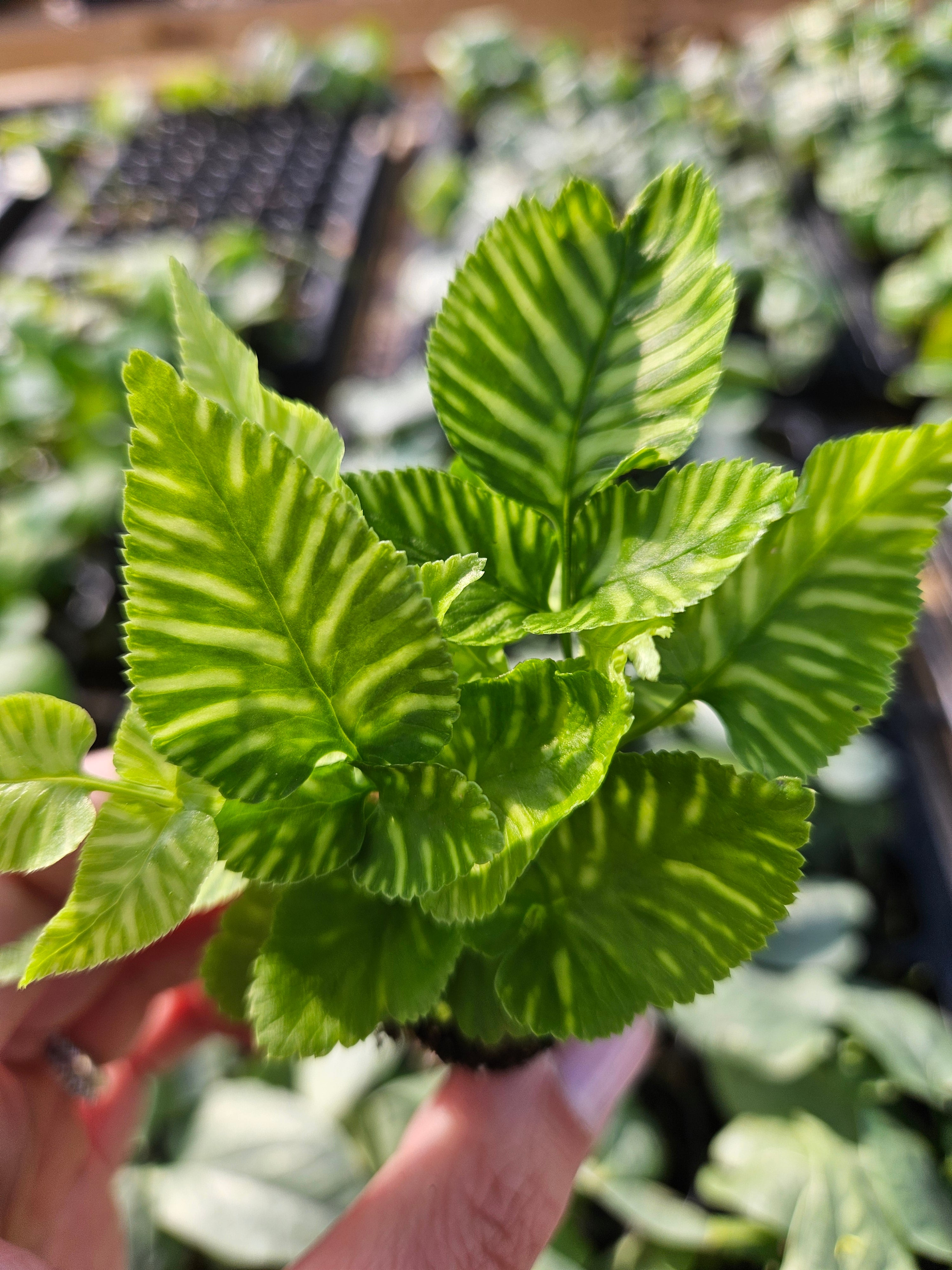 Golden Zebra Bamboo Fern Plug – Orange Lake Nursery