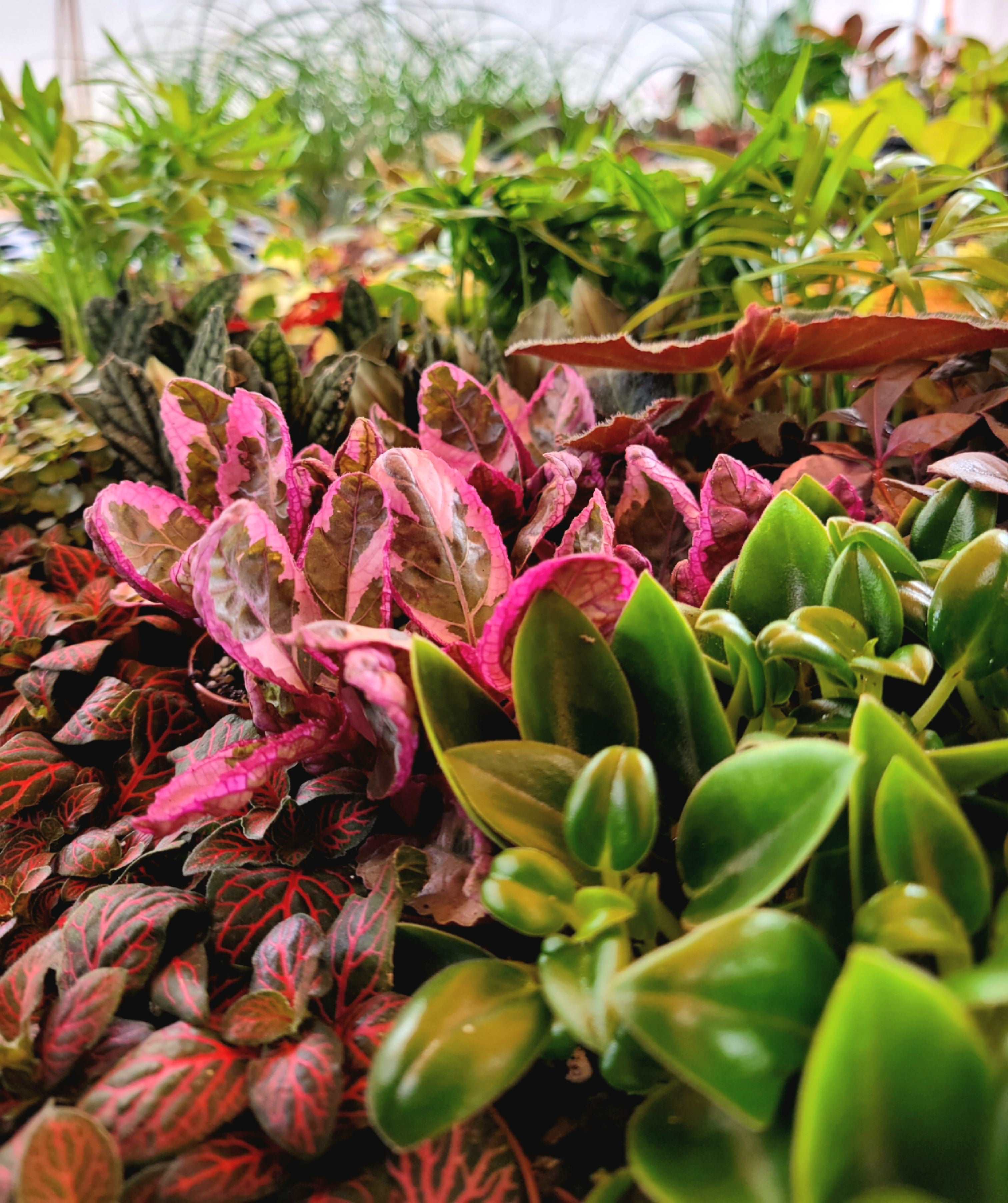 Dealers Choice 3 Pack Orange Lake Nursery