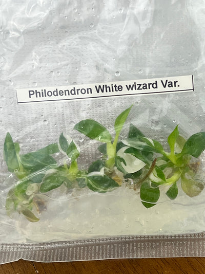 Philodendron White Wizard Plantlets (5)