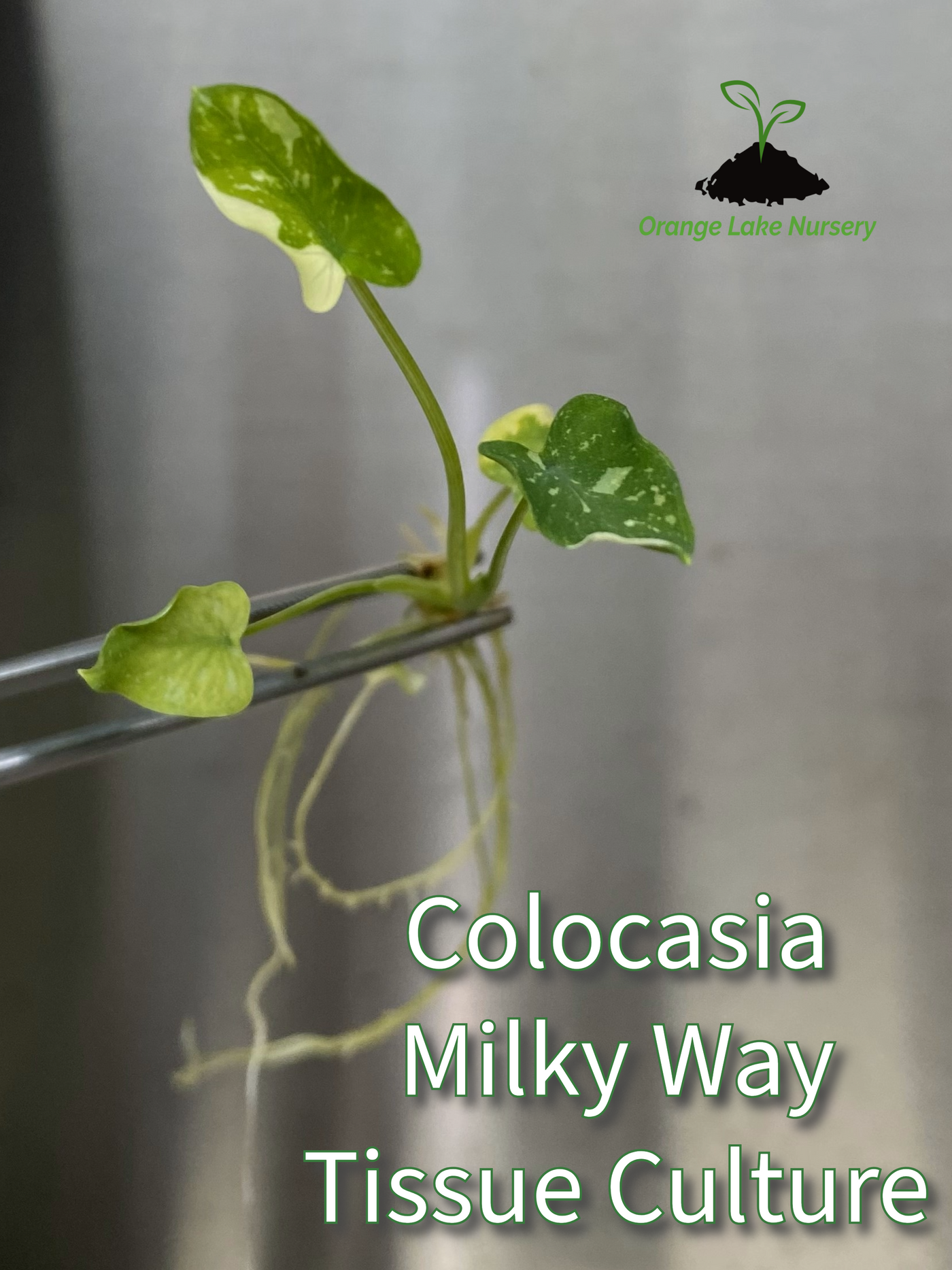Colocasia Milky Way Plantlet (1)