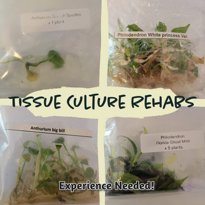 Mystery Tissue Culture/Plantlet Rehab Box- 3 Packs
