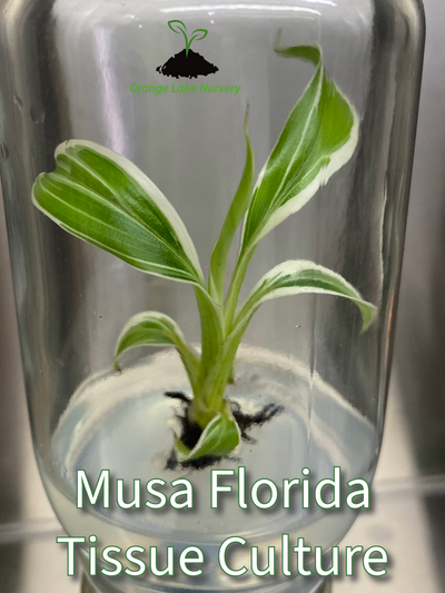 Musa Florida (White) Variegated Banana Plantlet (1)
