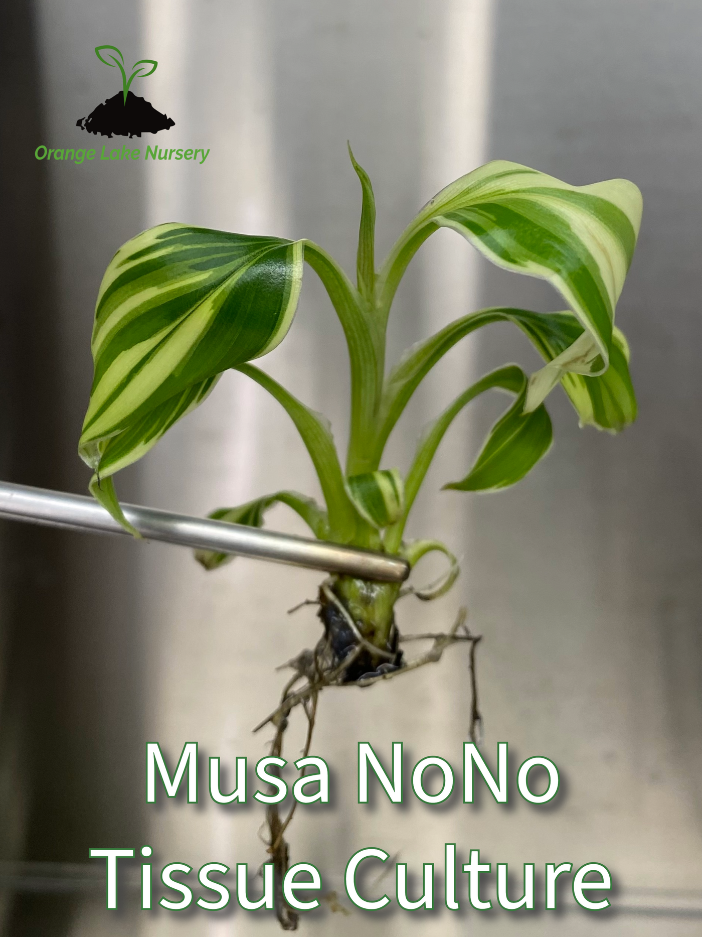 Musa "Nono" - Pink Variegated Banana Plantlet (1)