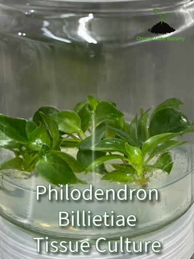 Philodendron Billietiae Plantlets (5)