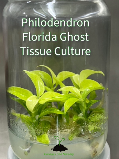 Philodendron Florida Ghost Plantlets (5)