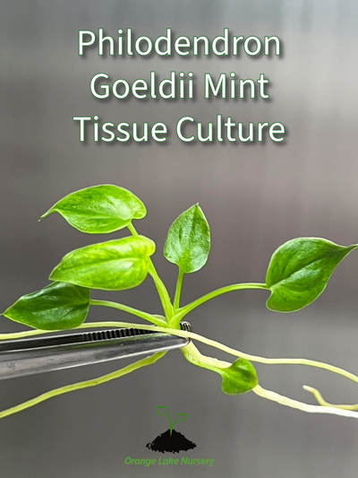 Philodendron Goeldii Mint Plantlet (1)