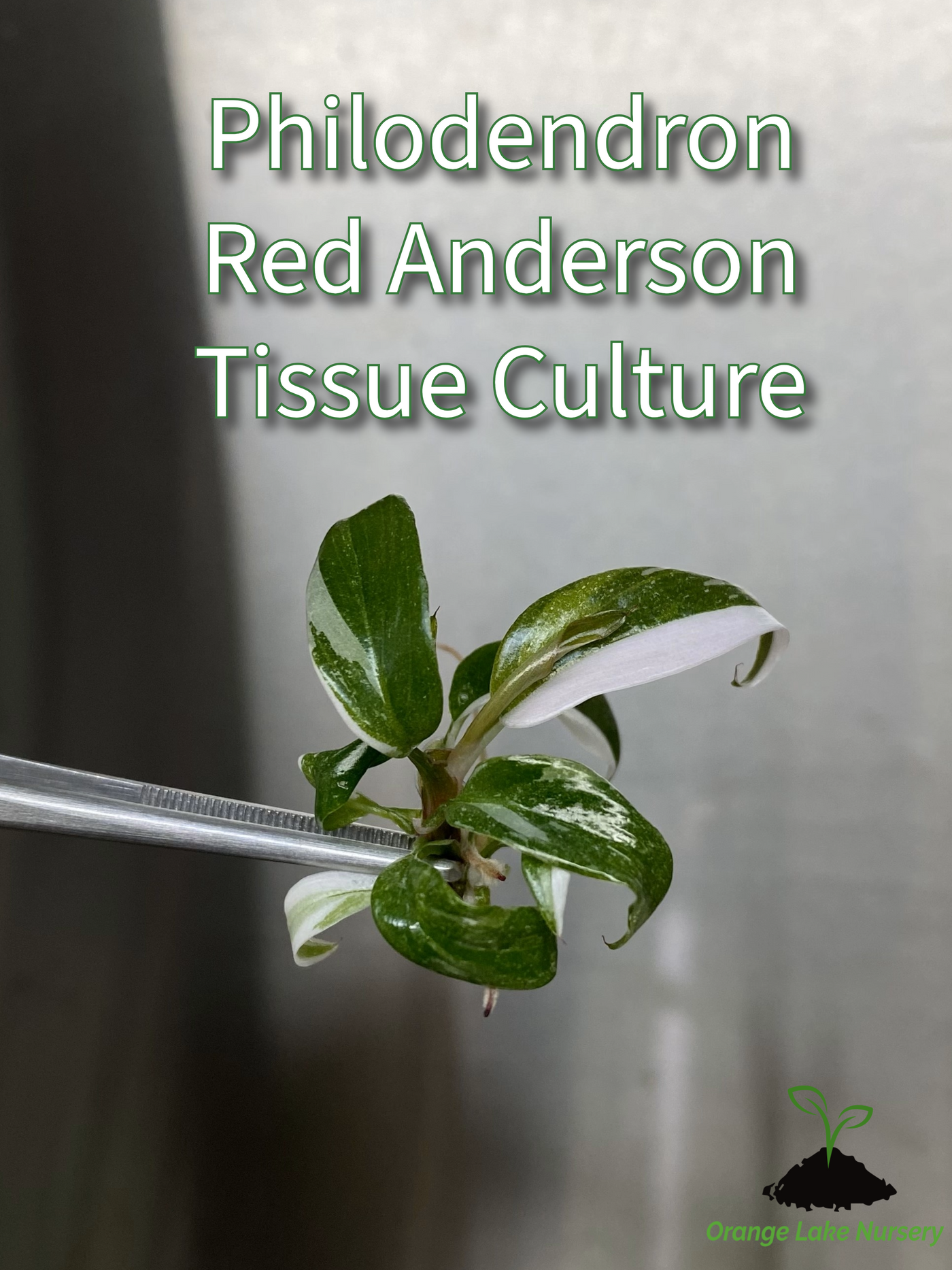 Philodendron Red Anderson Plantlets (1)