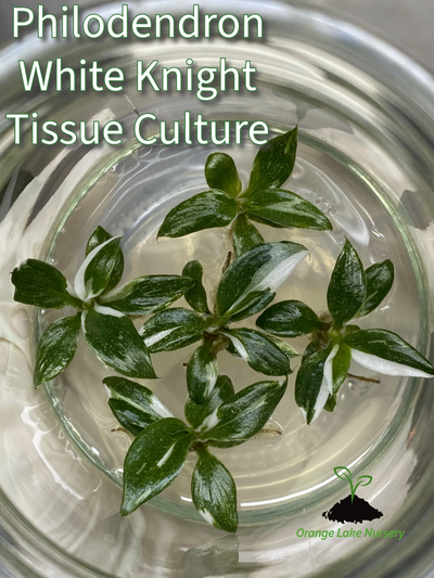 Philodendron White Knight Plantlets (5)