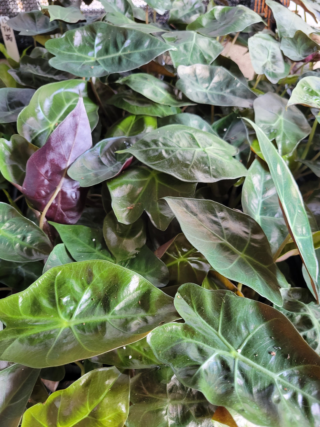 How to Properly Water an Alocasia Plant