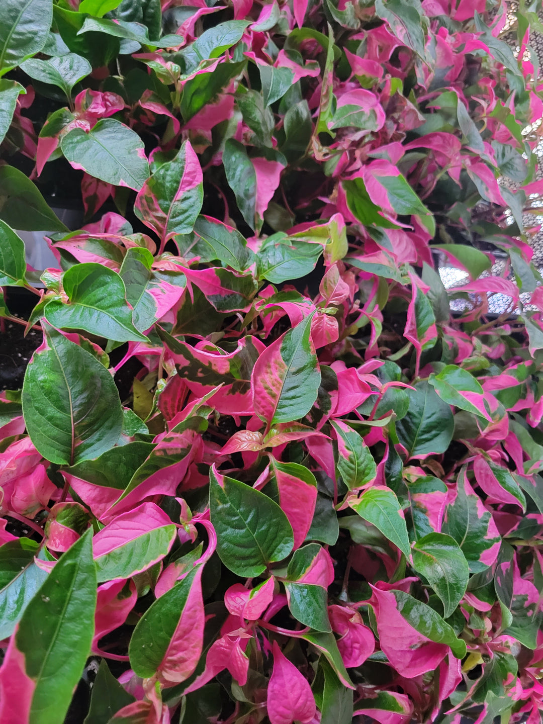 Enter the Vibrant World of Alternanthera Ficoidea 'Partytime': A Garden Fiesta