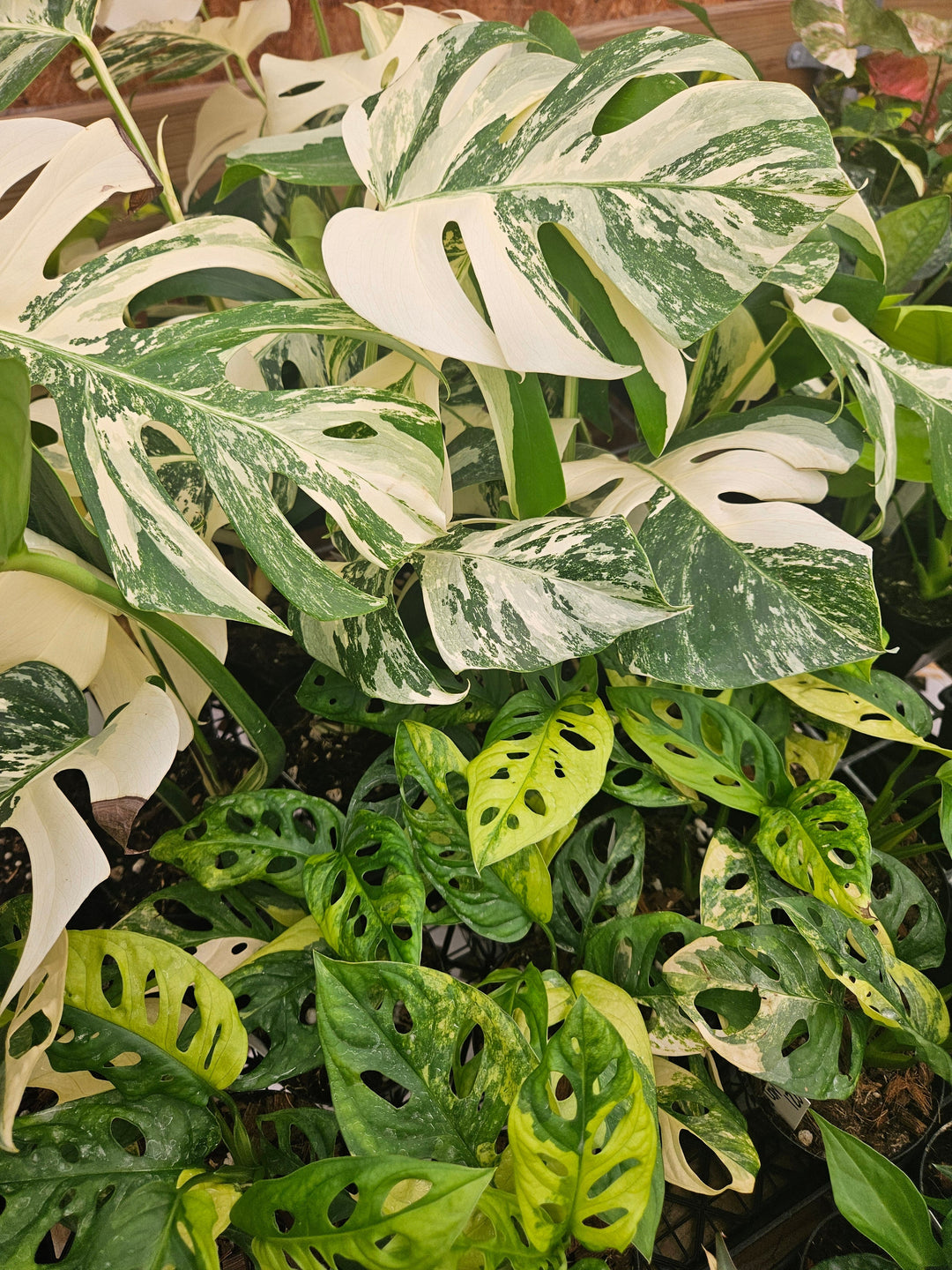Monstera Plant Care- The Complete Grower’s Guide for Monstera Lovers