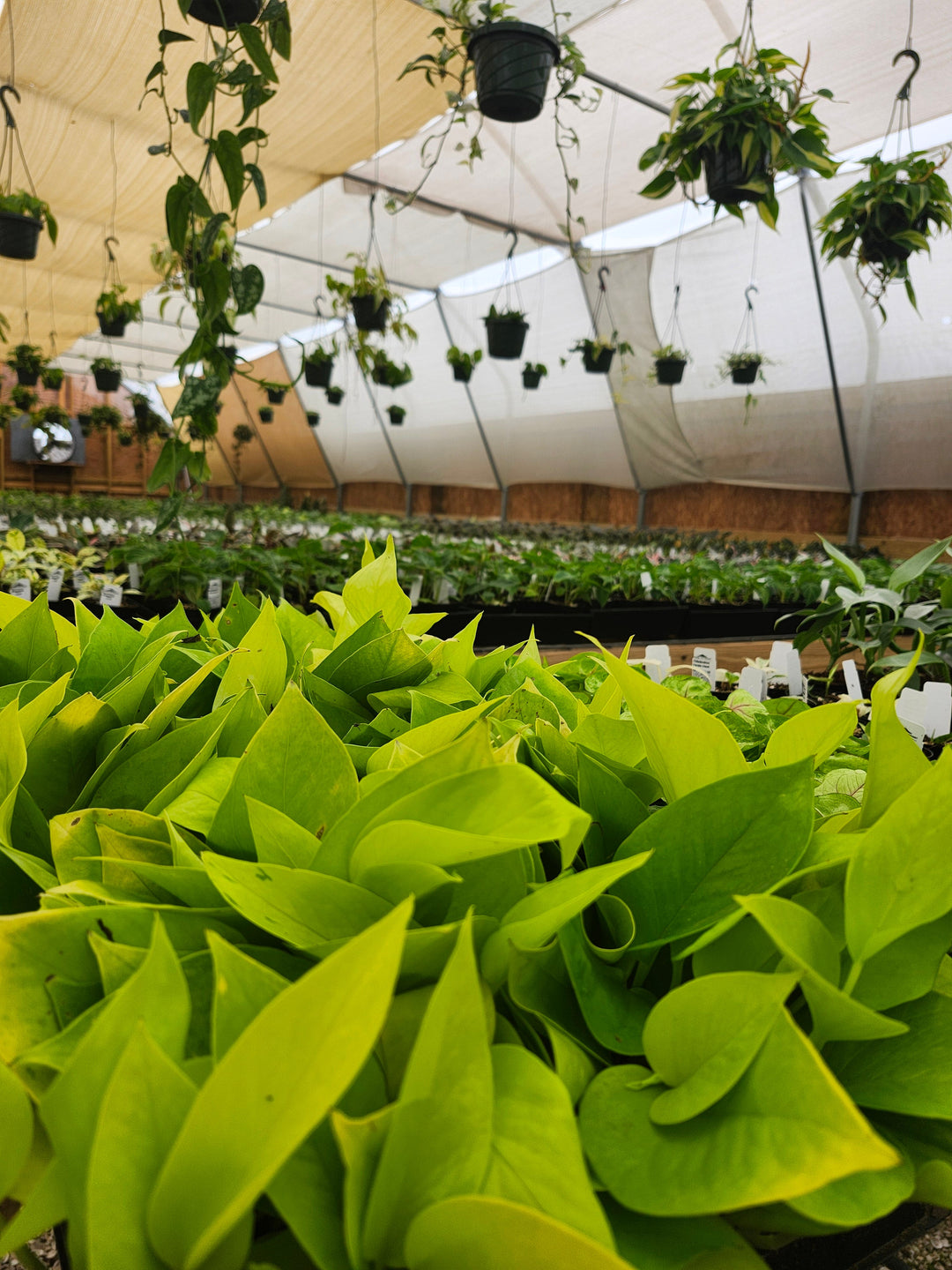 Pothos Care Guide: Easy Care Tips for Lush, Healthy Vines