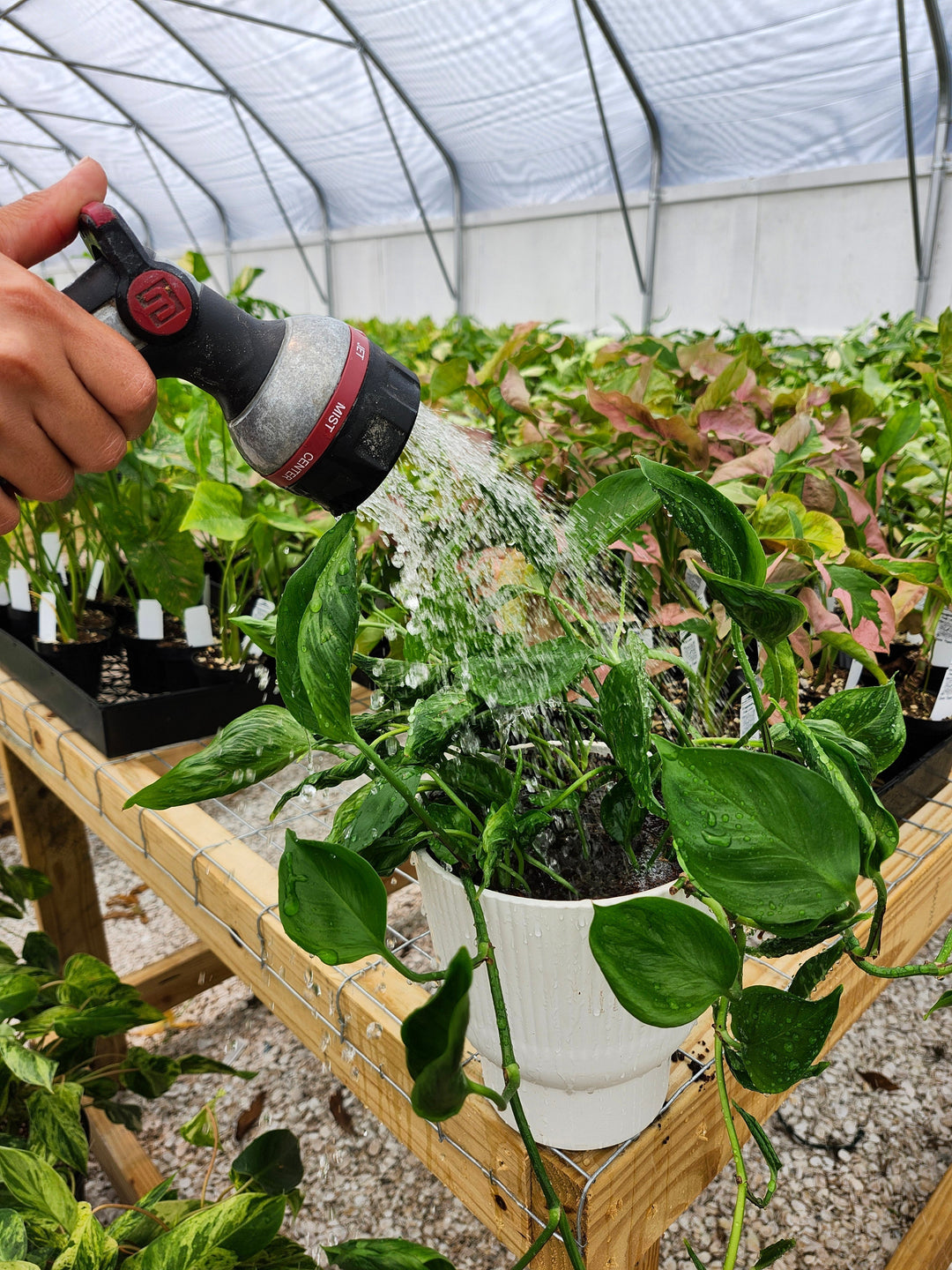 Overwatering vs Underwatering: How to Tell the Difference 🌿💧