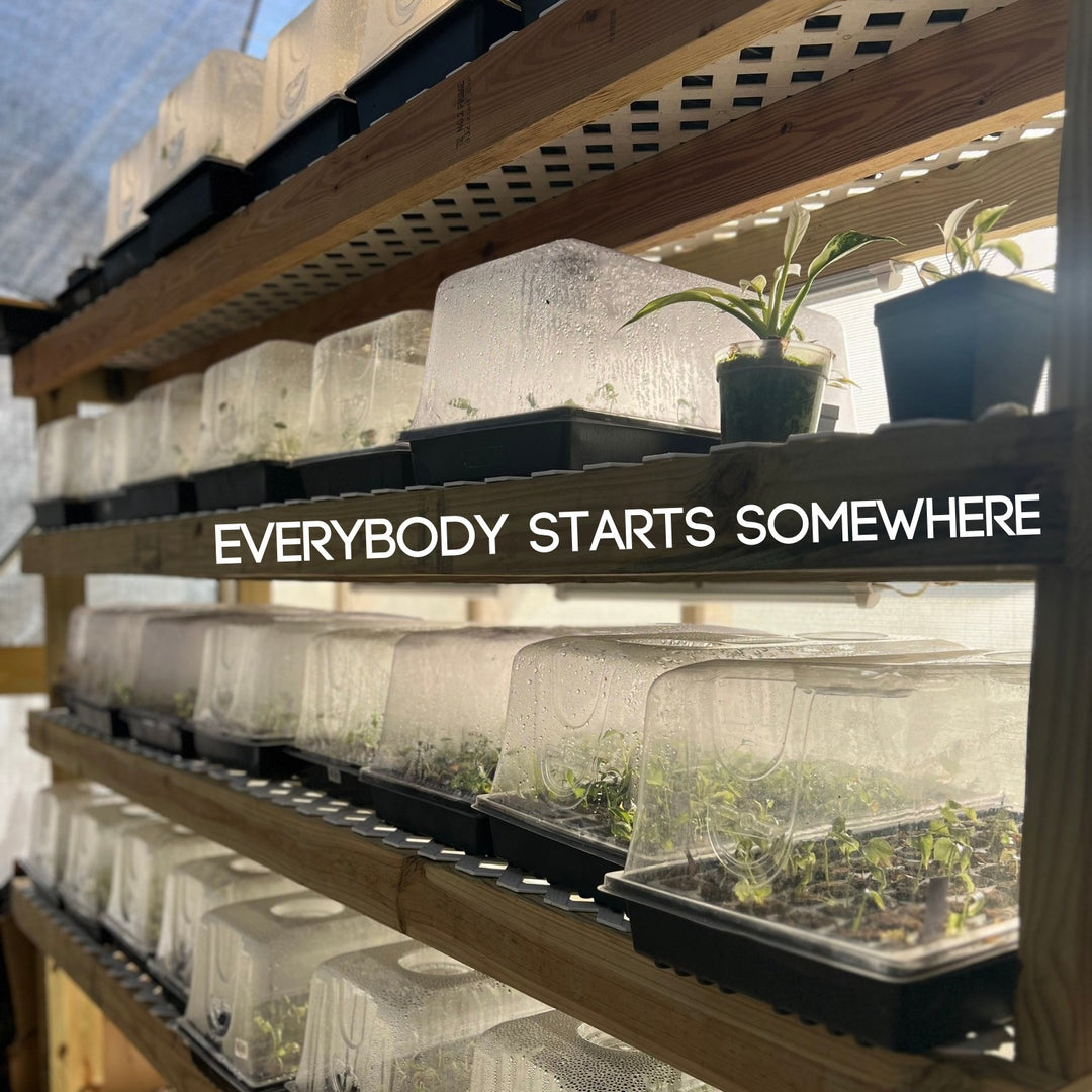 The Quick Guide To Acclimating Tissue Culture with Orange Lake Nursery