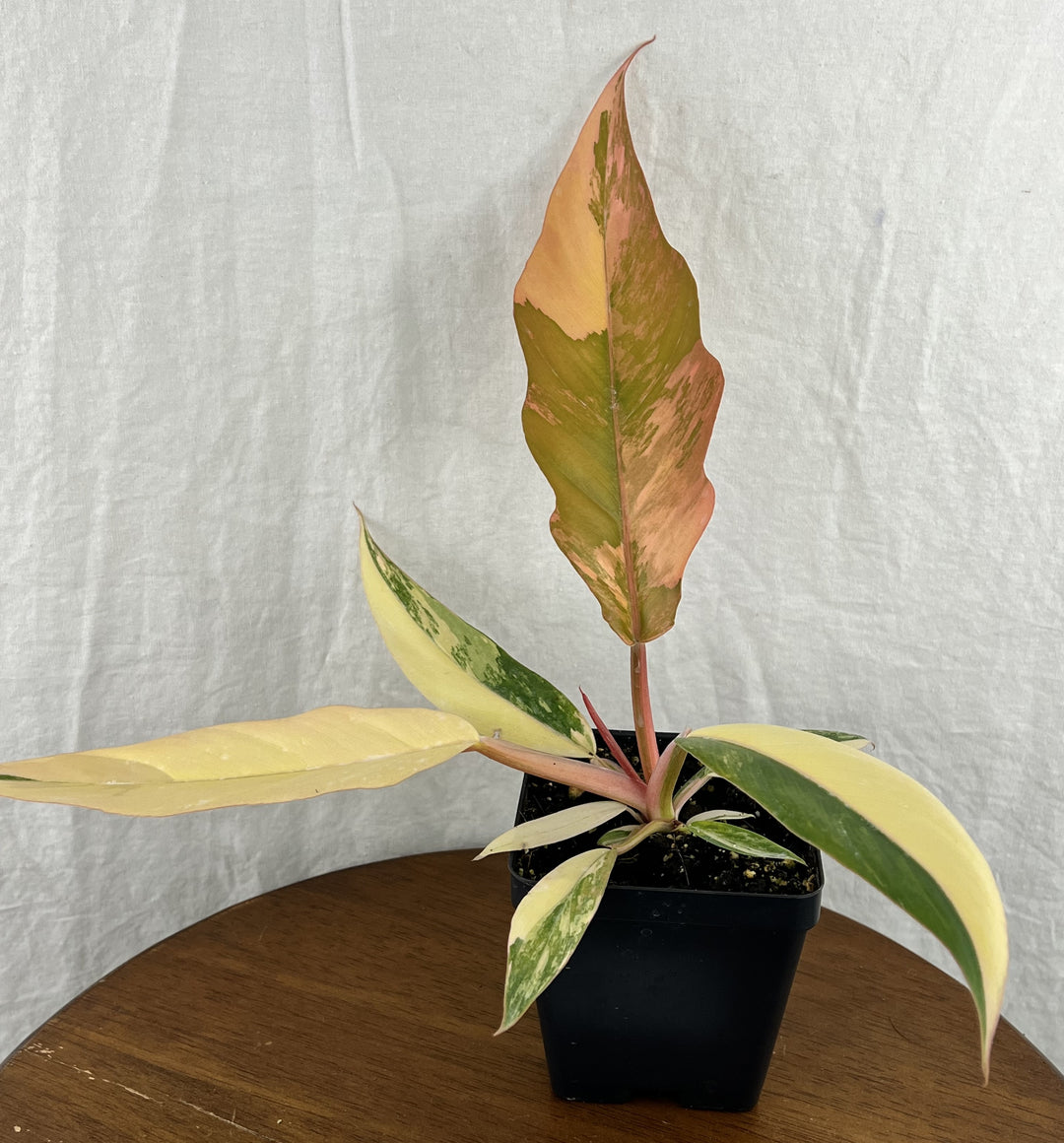 a plant with pink and yellow leaves in a black pot