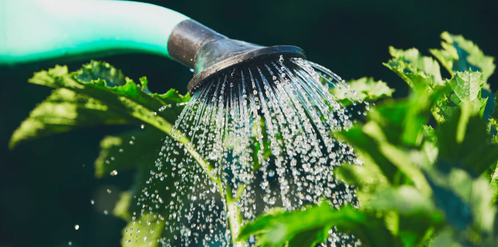 Drip, Drop, and Thrive: Mastering the Art of Plant Hydration!