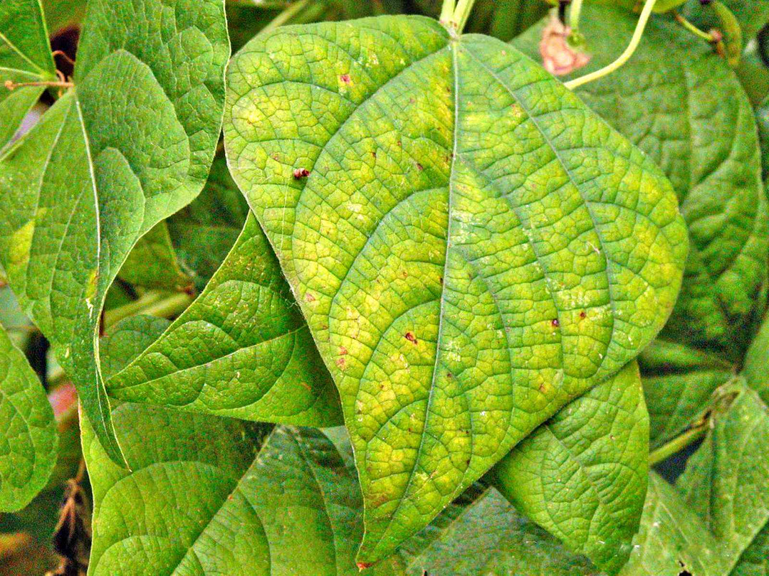 Brown Spots from a Lack of nutrients