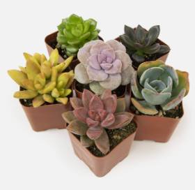 a group of small potted succulents