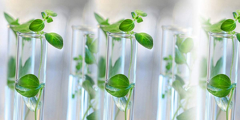 Tissue Culture Plantlet