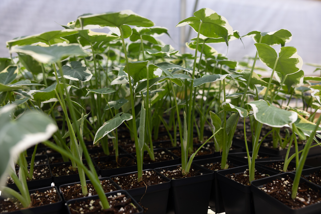 A tray full of Alocasia Mickey Mouse plants in black pots