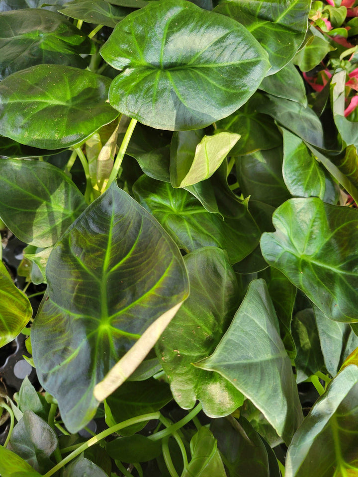 Alocasia Regal Shield Plug