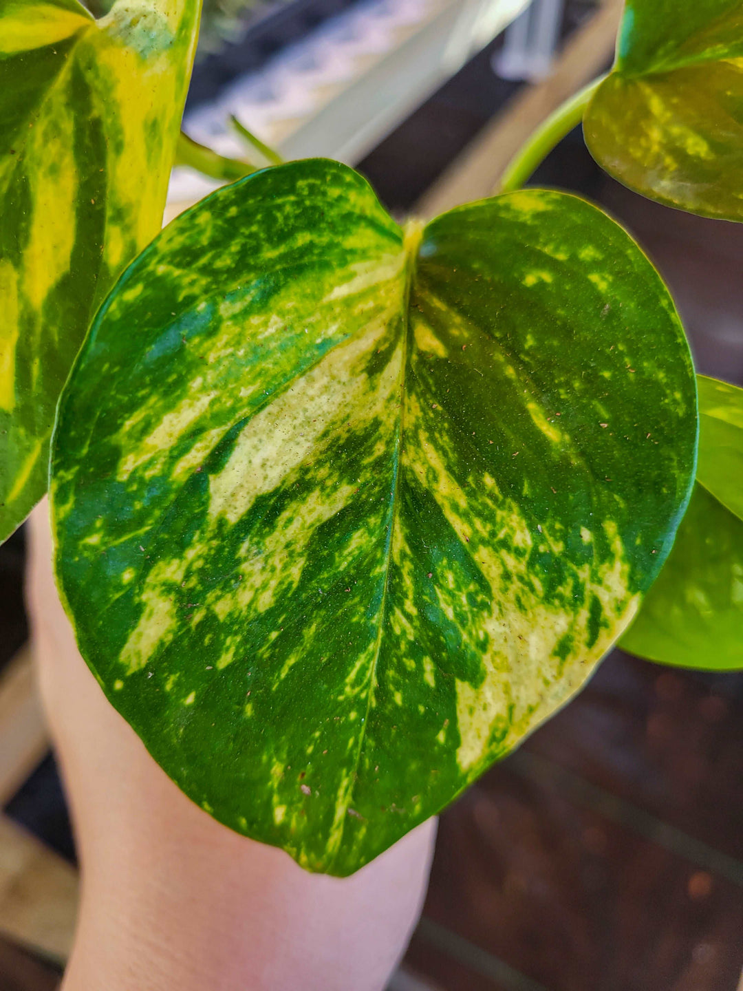 Hawaiian Pothos