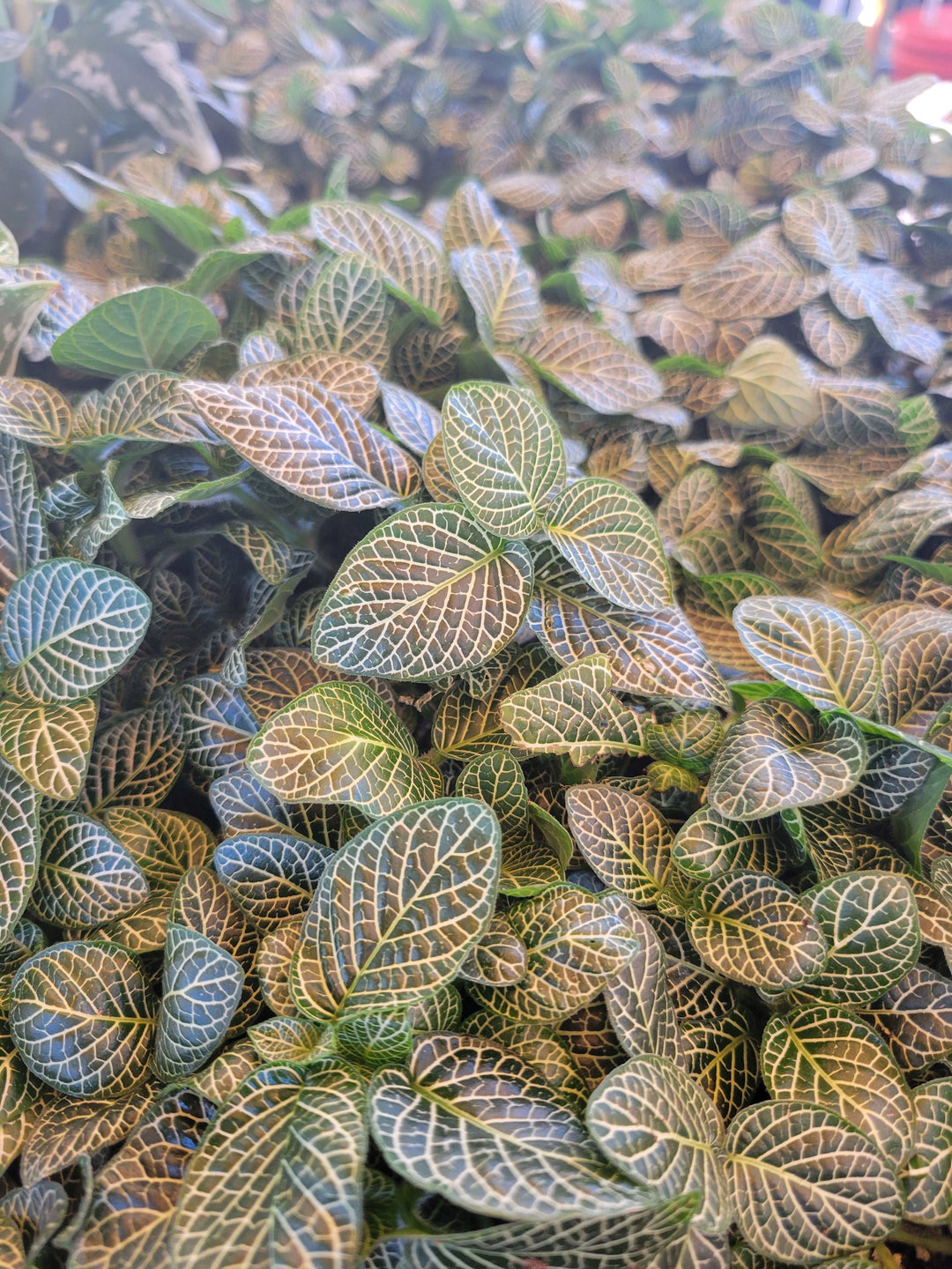 Fittonia 3 pack with green, pink, and red leaves, ideal for bright indirect sunlight and wet conditions.