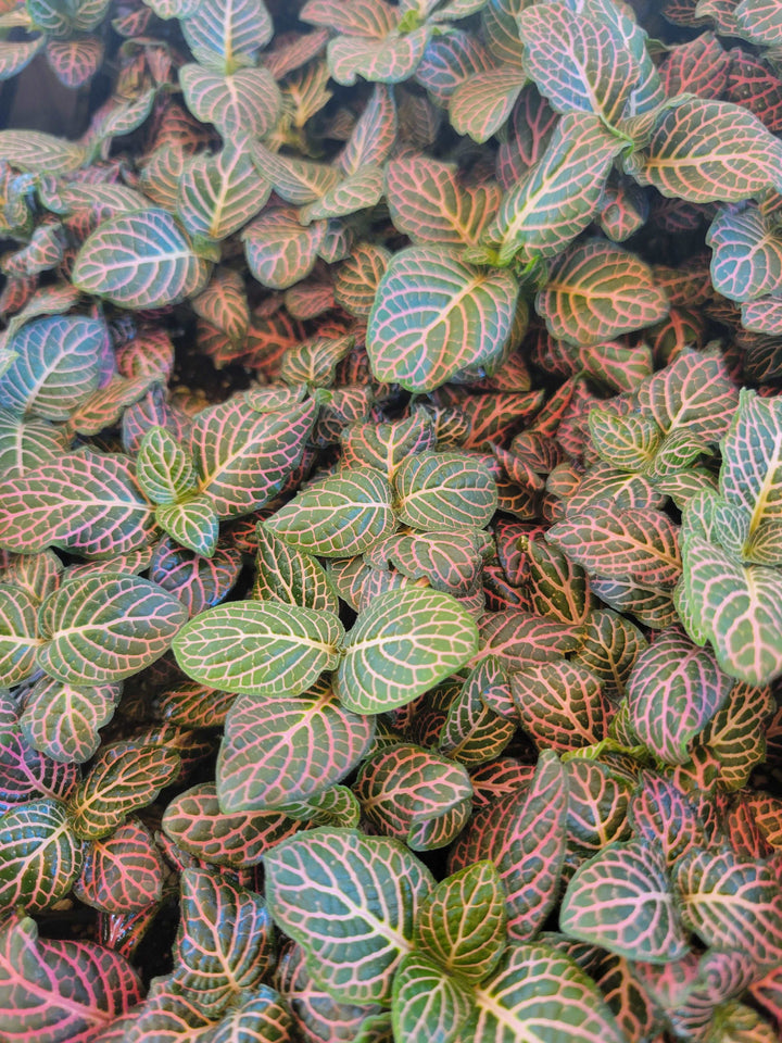 Fittonia 3 pack with green, pink, and red leaves in plug form.