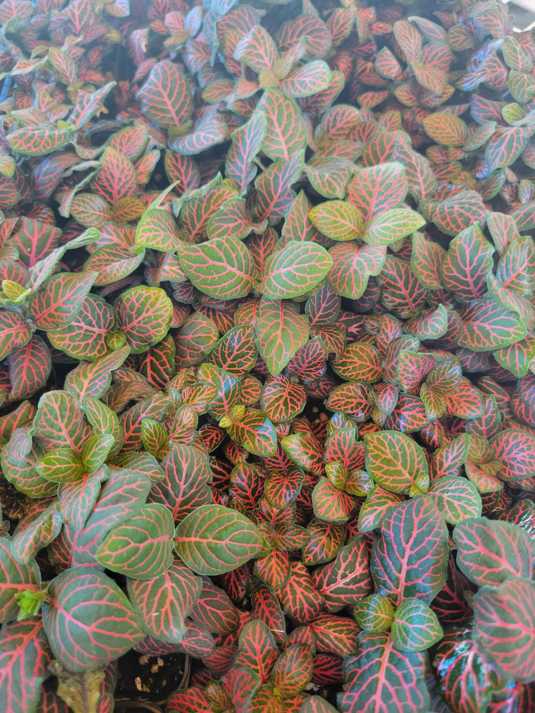 Fittonia 3 pack with green, pink, and red leaves from family-owned nursery.