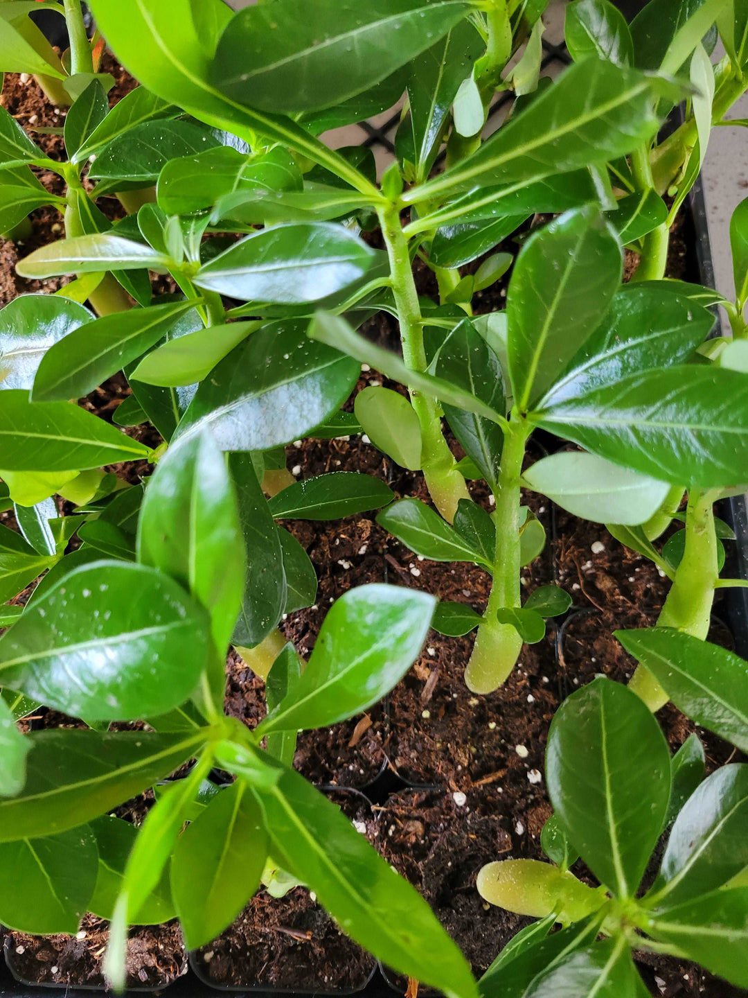 Desert Rose plant with vibrant green leaves and thick stems in soil.