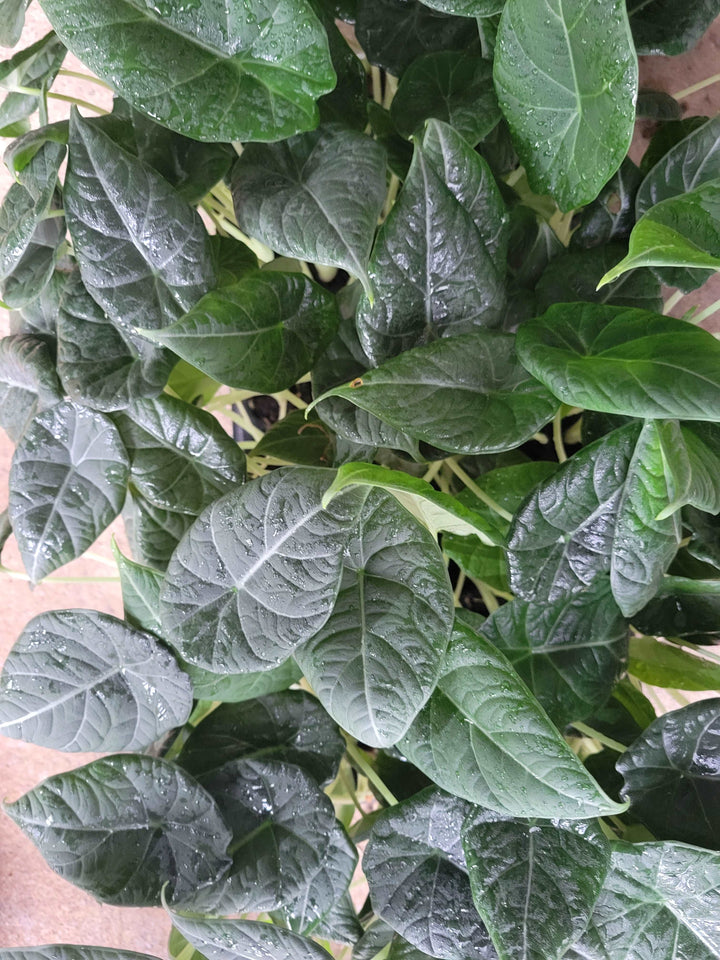 Alocasia Maharani Plug