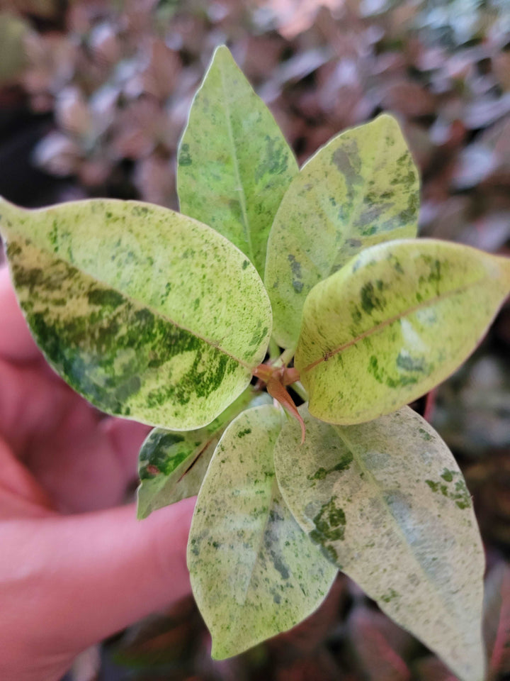 Ficus Shivereana ''Moonshine' Plug