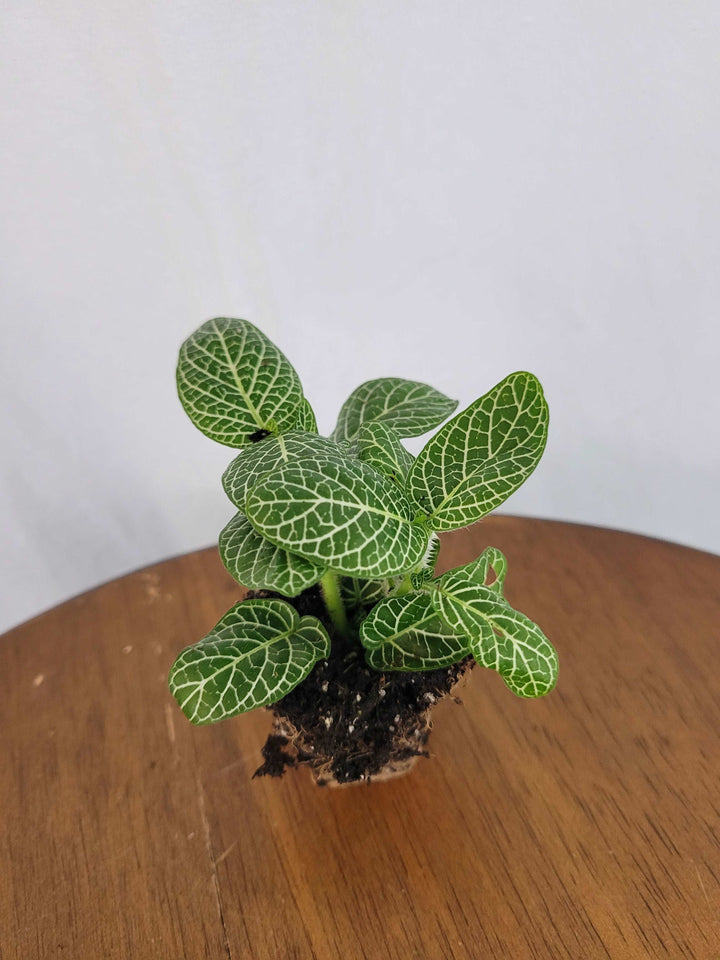 Green Fittonia- Nerve Plant Plug