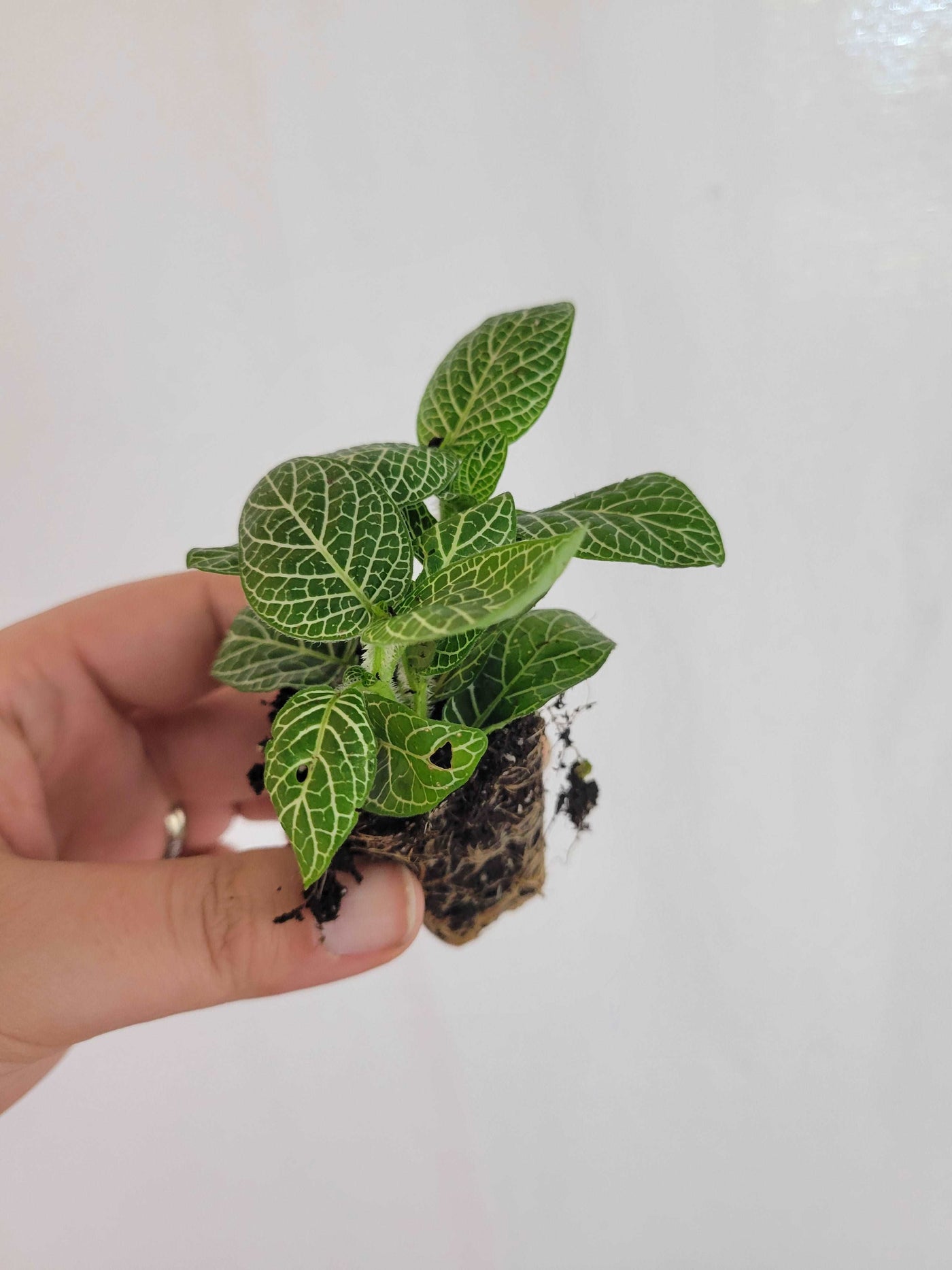 Green Fittonia- Nerve Plant Plug