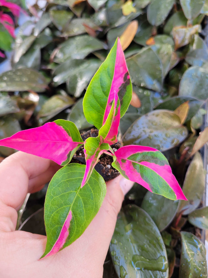 Alternanthera Ficoidea 'Partytime' Plug