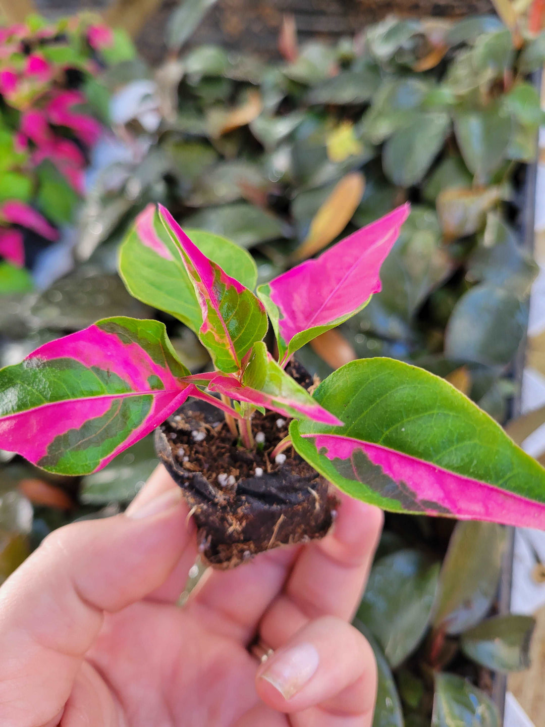 Alternanthera Ficoidea 'Partytime' Plug