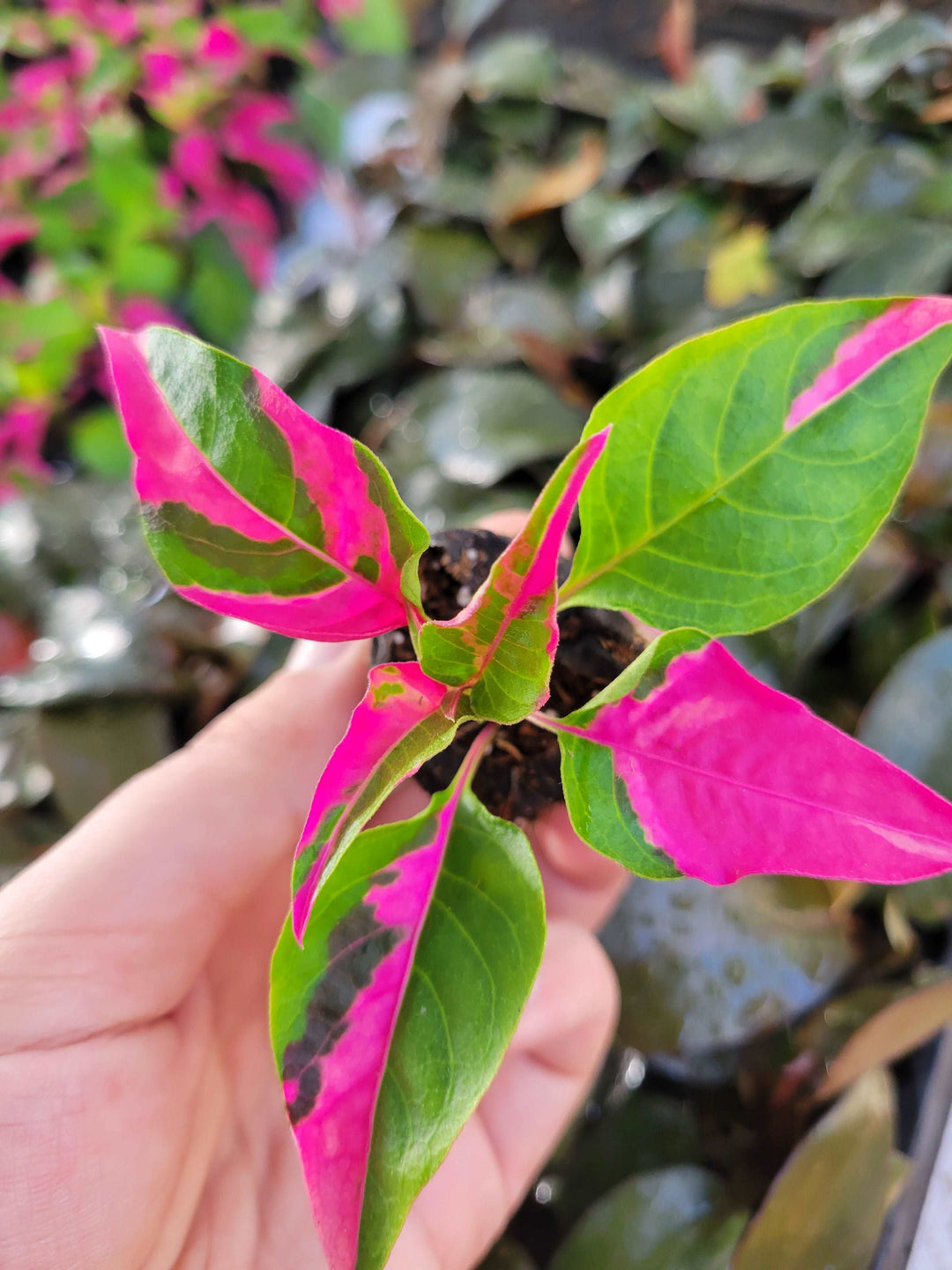 Alternanthera Ficoidea 'Partytime' Plug