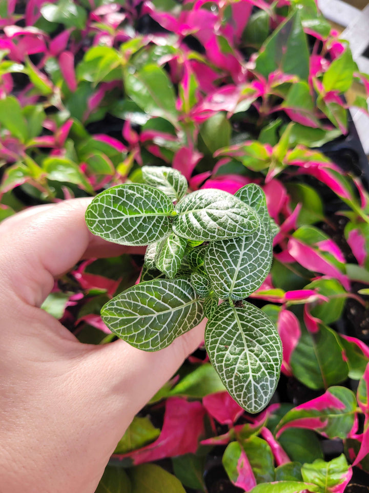 Green Fittonia- Nerve Plant Plug