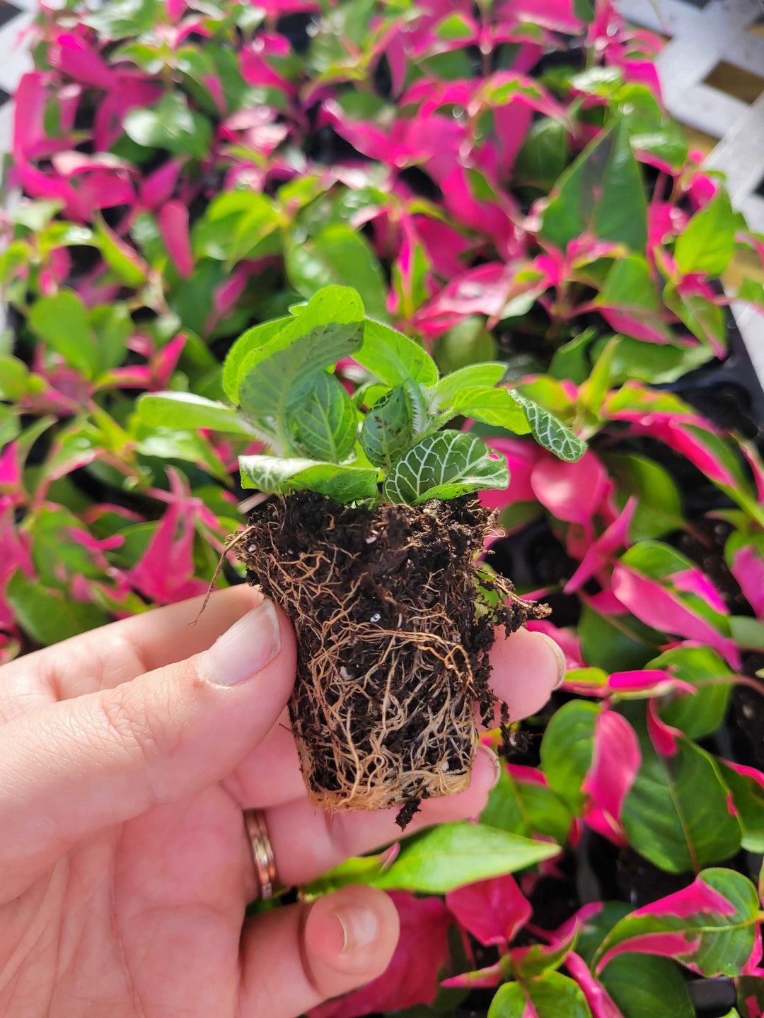 Green Fittonia- Nerve Plant Plug