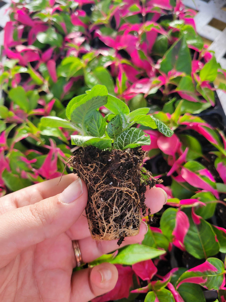 Green Fittonia- Nerve Plant Plug