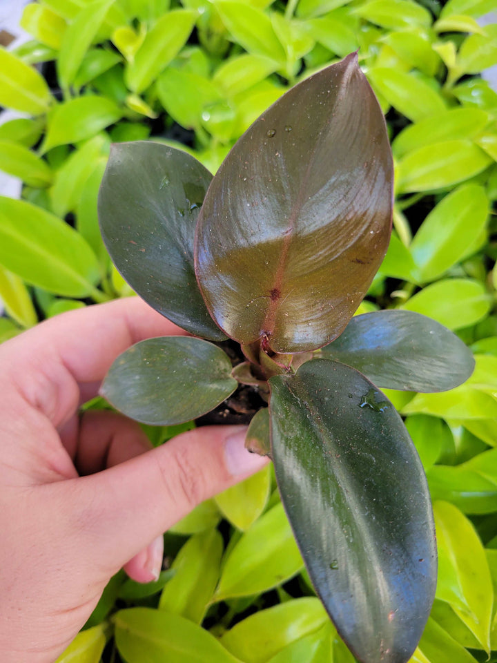 Black Cardinal Philodendron Plug