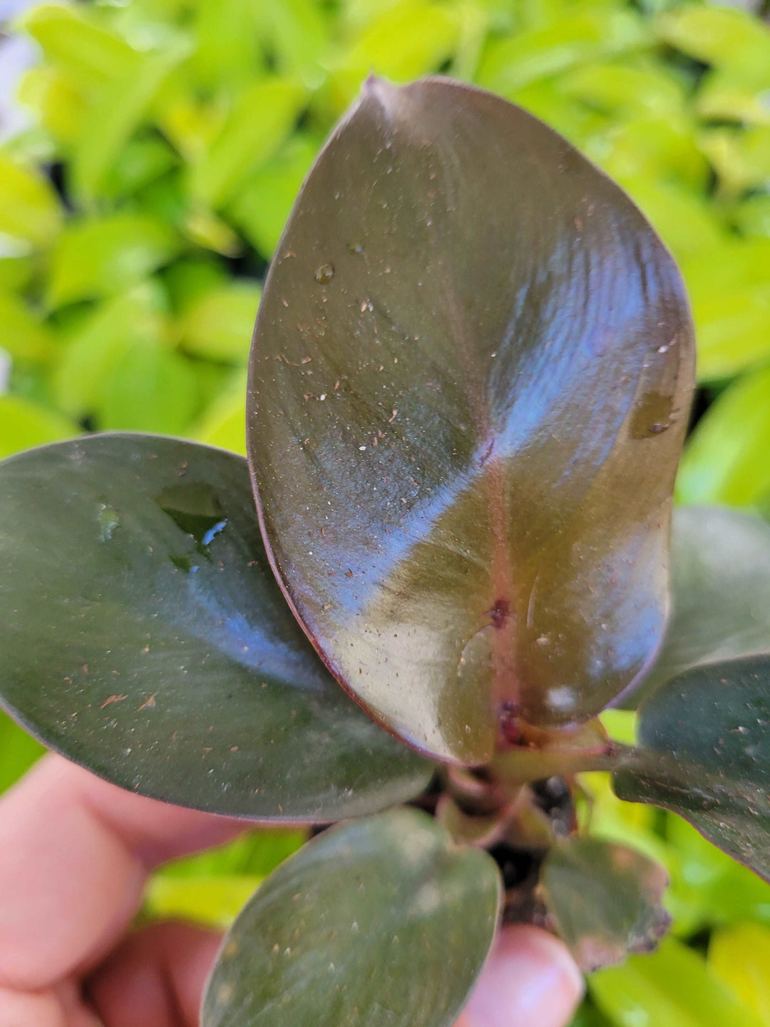 Black Cardinal Philodendron Plug