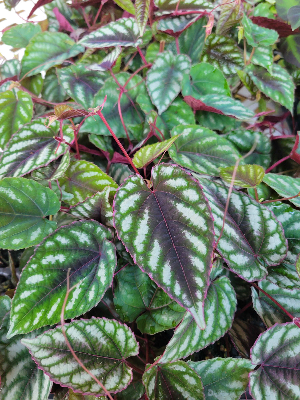 Cissus Discolor climbing plant with vibrant variegated green and silvery foliage.