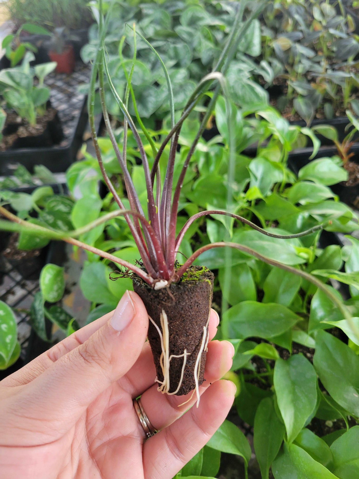 Alocasia Flying Squid Plug